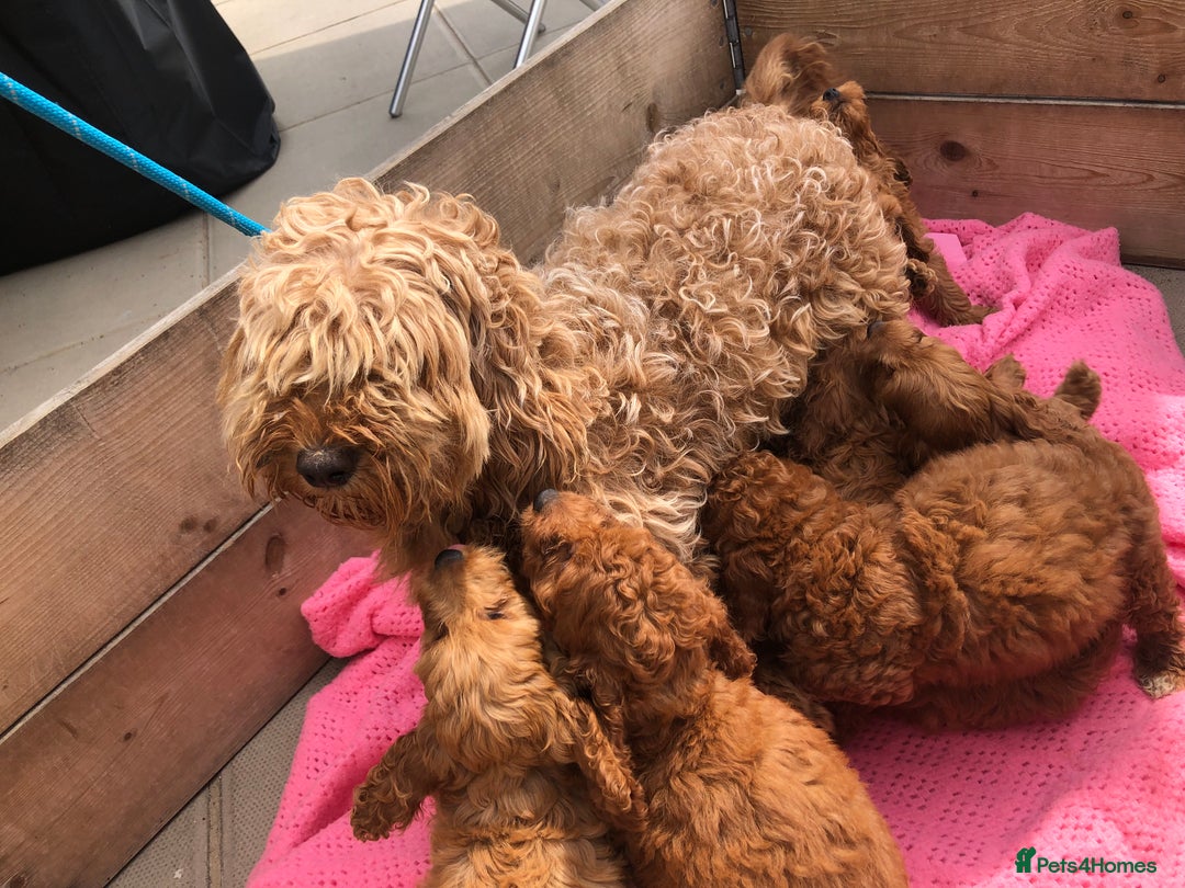 Cockapoo dogs for sale: Cockapoo puppies for sale - Image 7