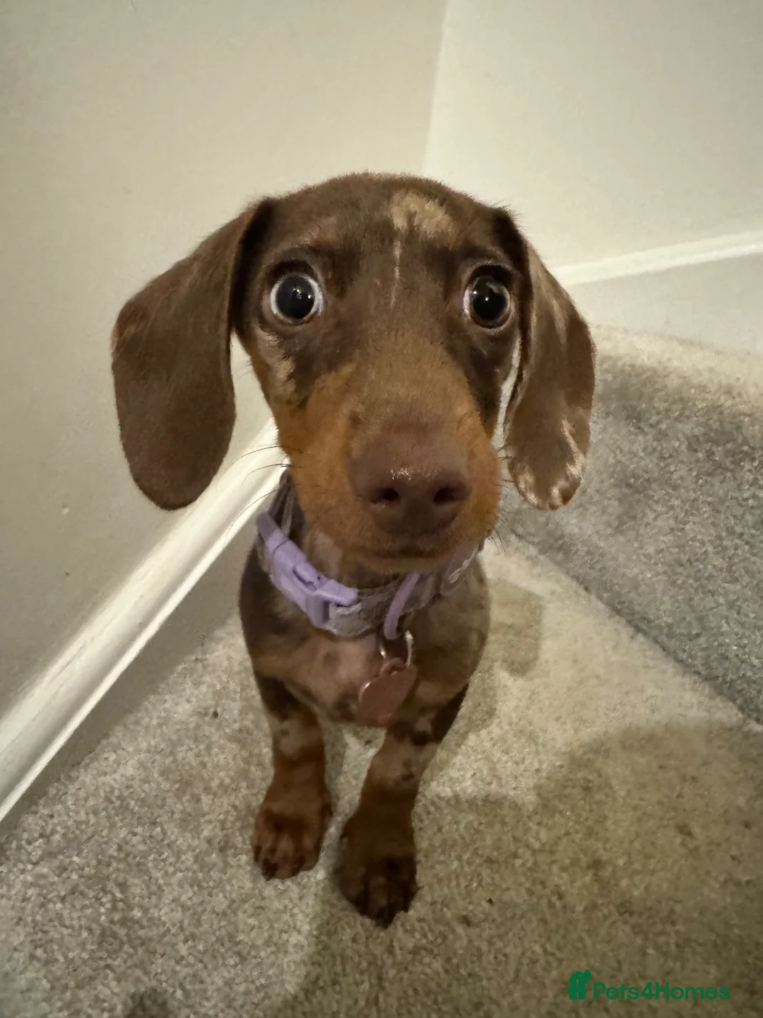 Miniature Dachshund dogs for sale: 2 Year old dabble miniature dachshund  in Leigh-on-Sea - Advert 9