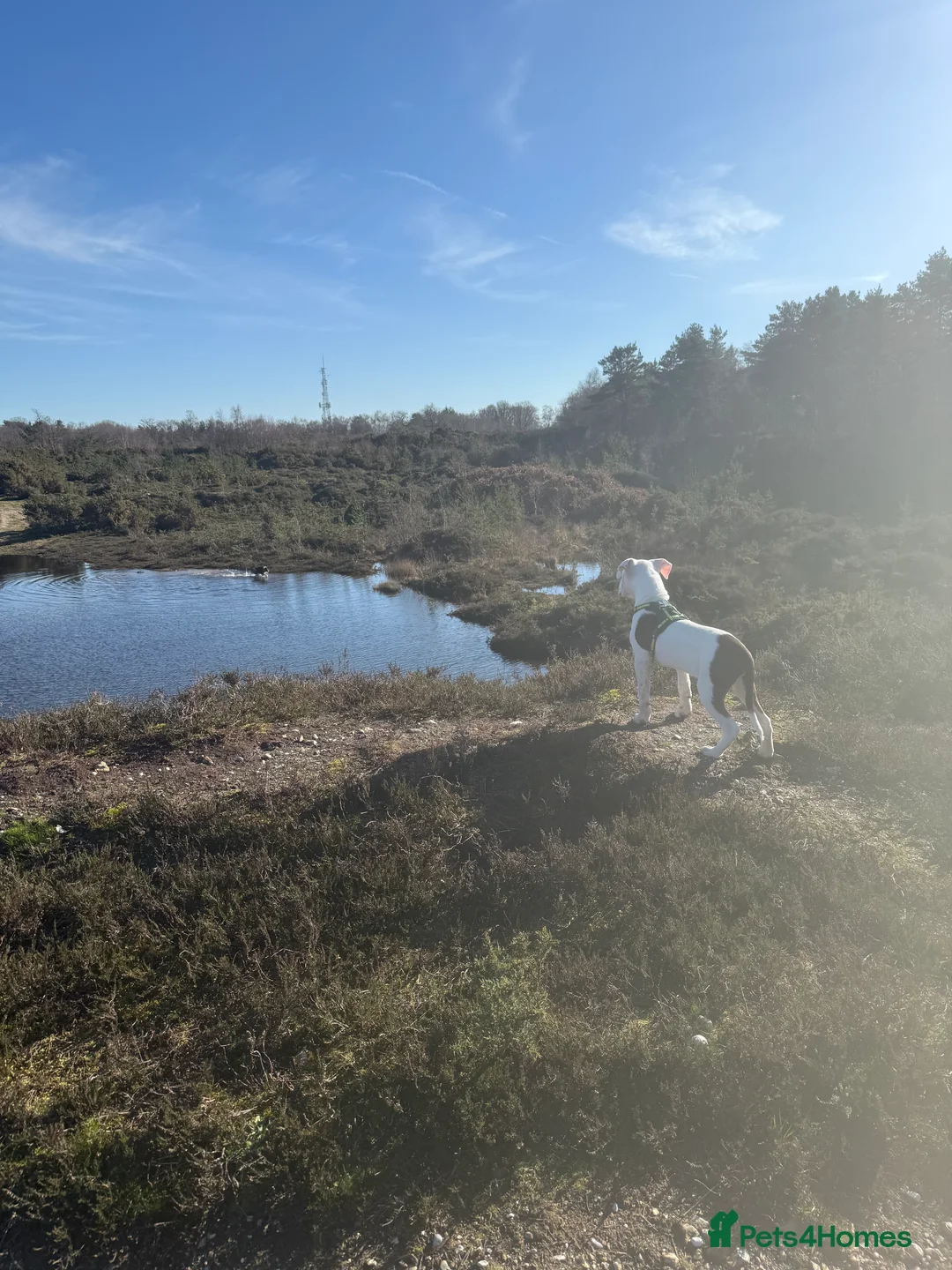 Mixed Breed dogs for sale: American bulldog x Staffordshire bull terrier  - Advert 2