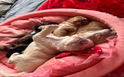 Cockapoo dogs for sale: Stunning Cockapoo Puppies Health Tested  - Advert 7