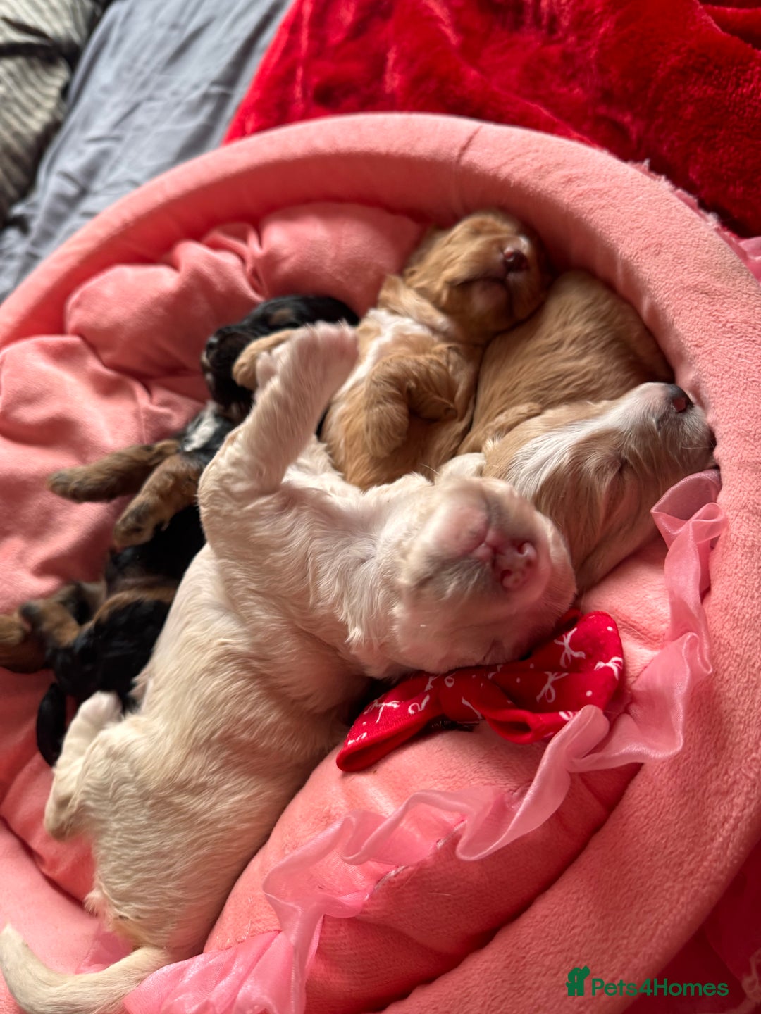 Cockapoo dogs for sale: Stunning Cockapoo Puppies Health Tested  - Advert 7