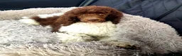 Standard Poodle dogs for stud: Standard Poodle for Stud - Advert 7