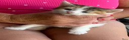 British Shorthair cats for sale: Beautiful Blue Eyed Female Kittens - Advert 8