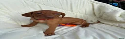 Hungarian Vizsla dogs for sale: 8 Five week old KC Reg Vizsla Puppies for sale - Advert 9