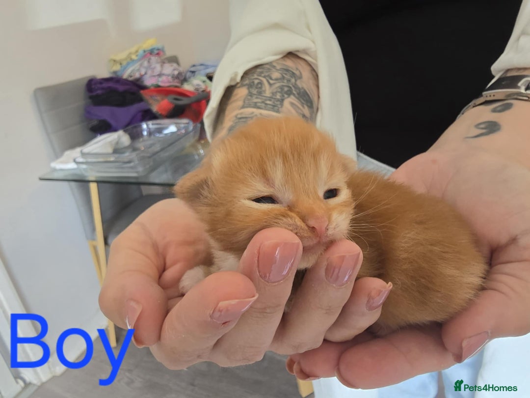 Mixed Breed cats for sale: Adorable Kittens Looking for Their Forever Homes - Image 20