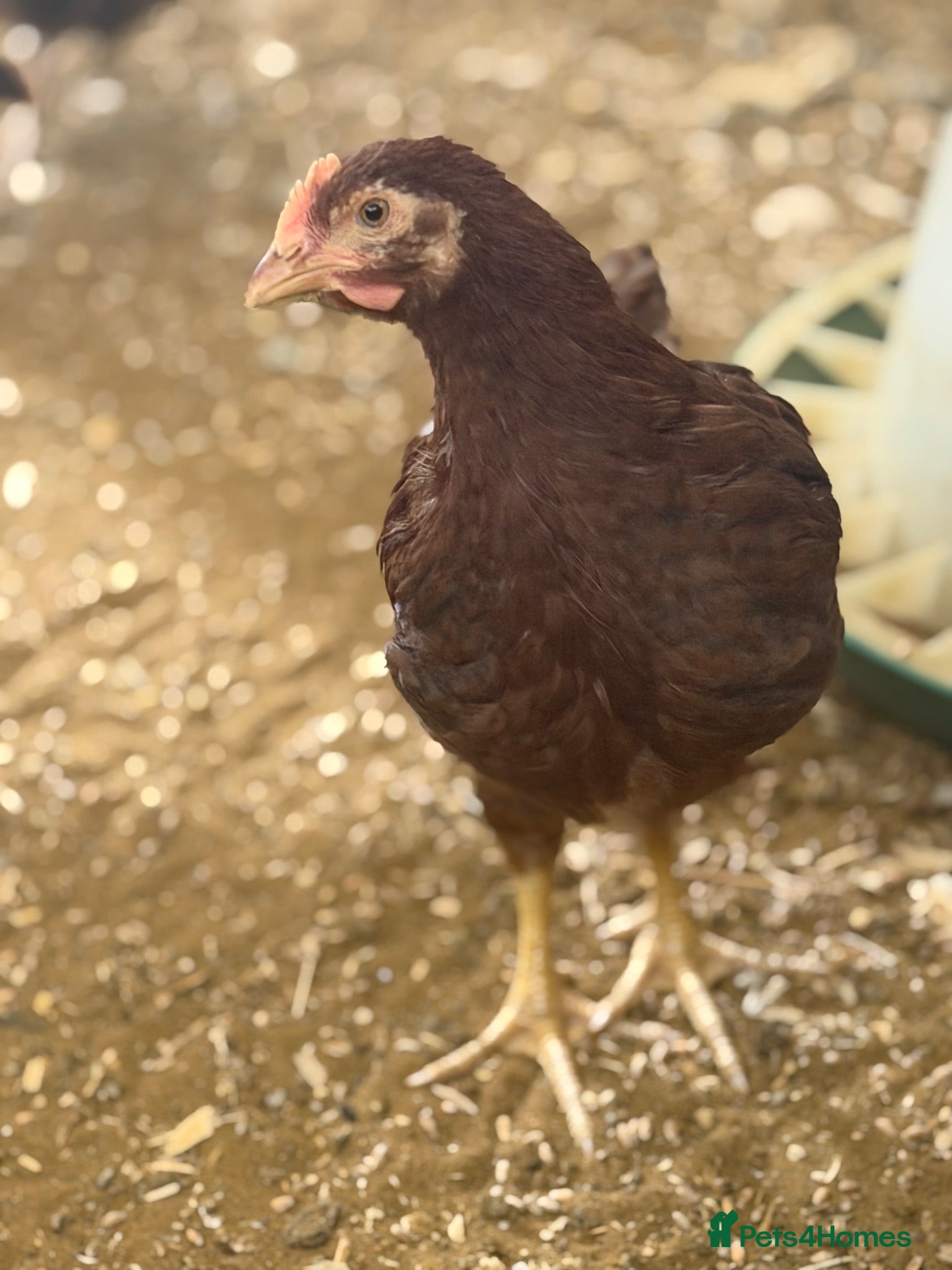 Chickens poultry Rhode Island Reds  - Advert 7