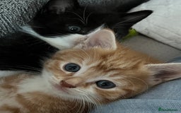 Mixed Breed cats for sale: Affectionate playful kittens - Image 2