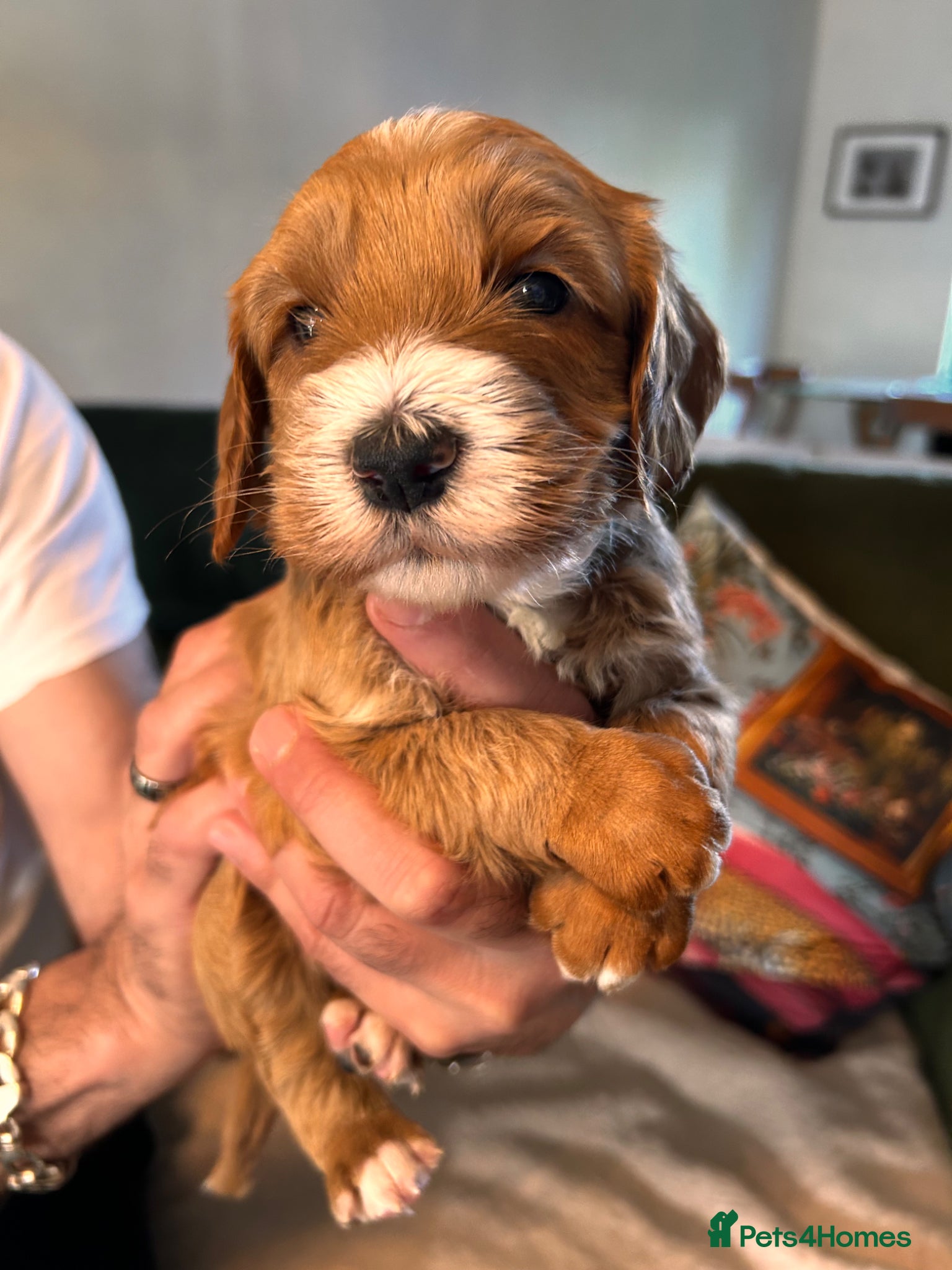 Australian Labradoodle Puppy 6