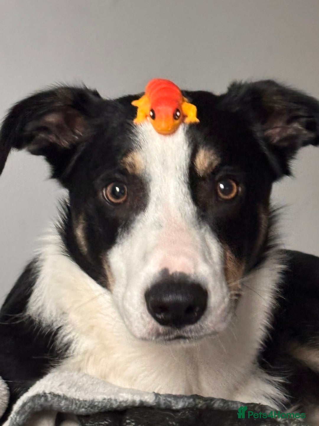 Border Collie dogs for sale: Border collie 11 months old trained - Advert 1