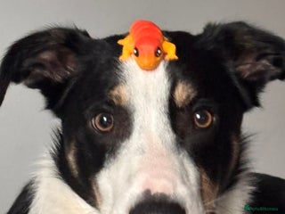 Border Collie dogs Border collie 11 months old trained - Advert 3