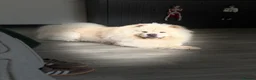 Chow Chow dogs for stud: 🐾 HANDSOME CREAM CHOW CHOW AVAILABLE AT STUD 🐾 - Advert 6