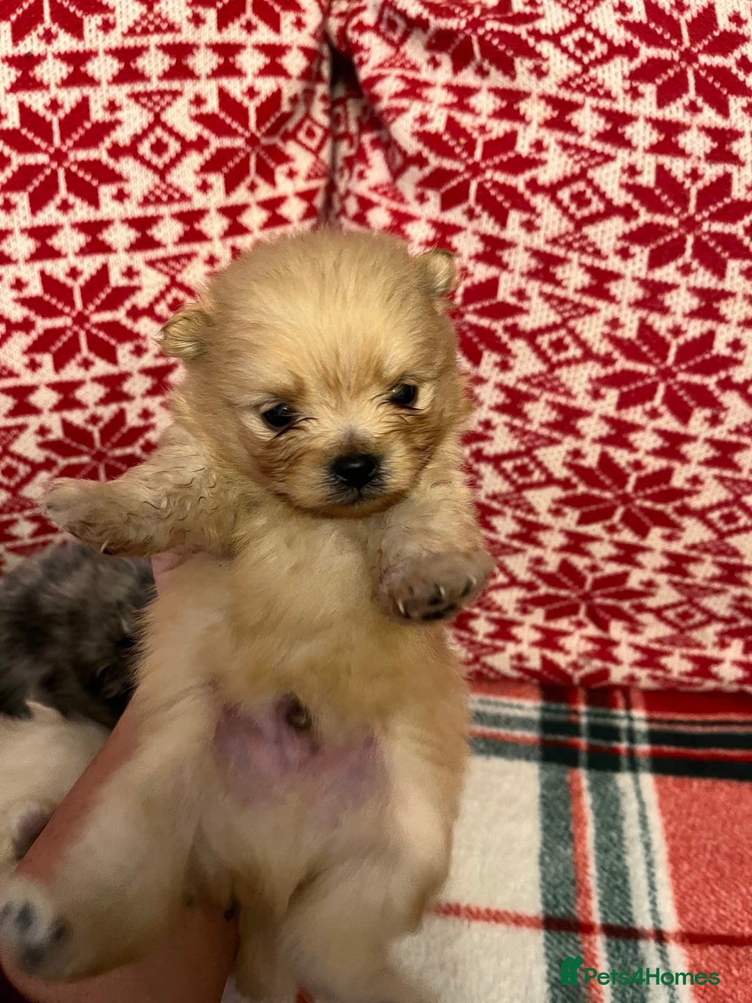 Pomeranian dogs for sale: Stunning Pomeranian puppys - Advert 5