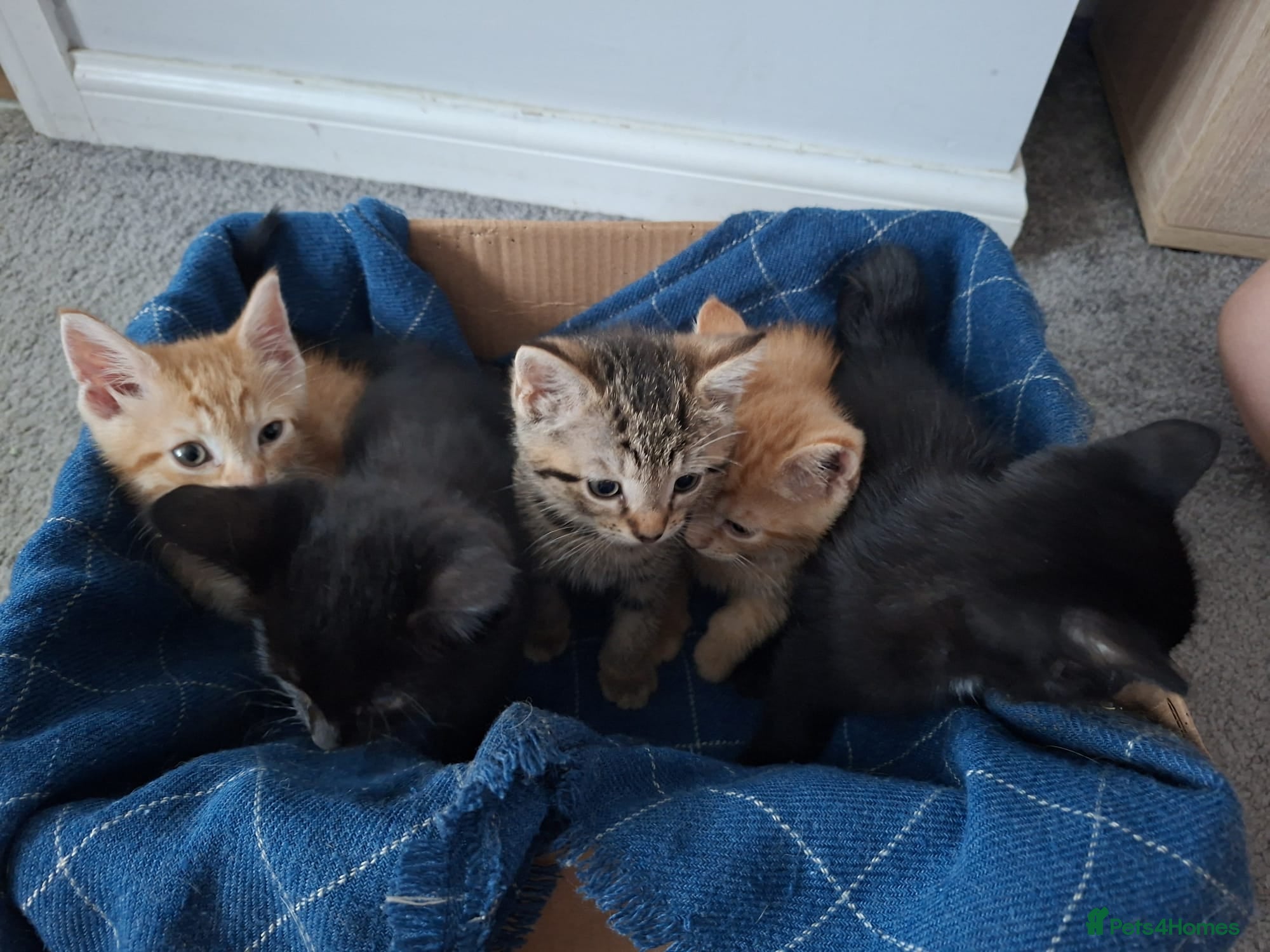 Mixed Breed cats Kittens ready now 4 x boys 1 x girl - Advert 2