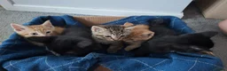 Mixed Breed cats for sale: Kittens ready now 4 x boys 1 x girl - Advert 1
