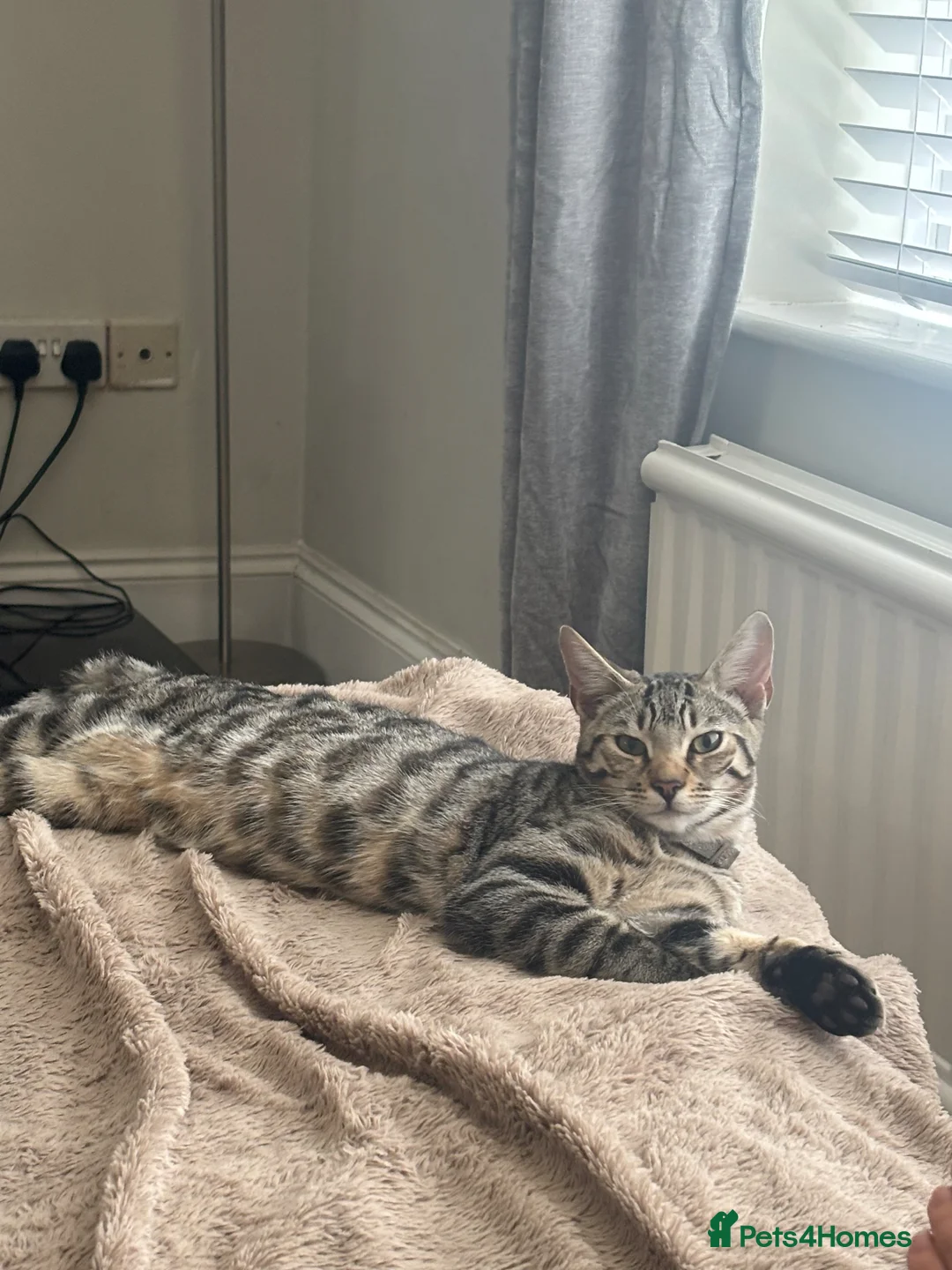Bengal cats for sale: Bengal x kittens in Norwich - Advert 1