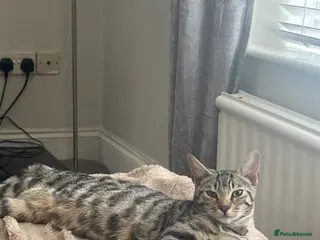 Bengal cats Bengal x kittens - Advert 1