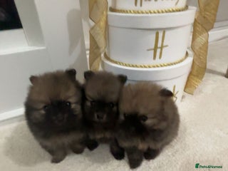 Pomeranian dogs for sale - Advert 1