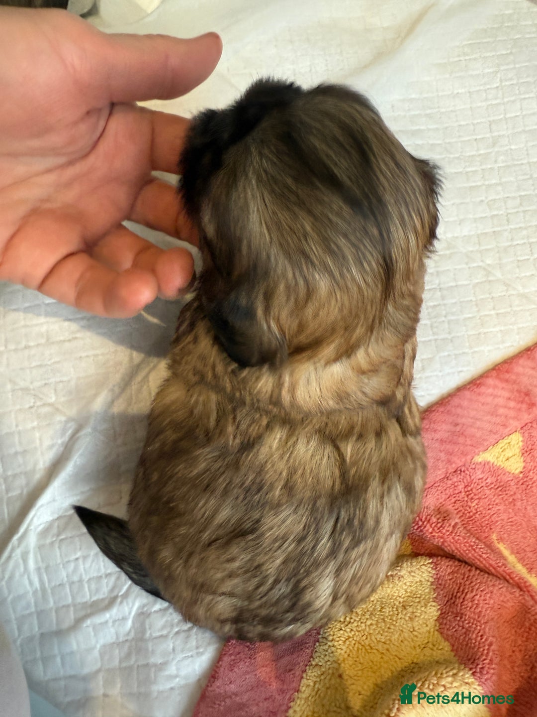 Shih Tzu dogs for sale: Shih Tzu Beauties, Imperial lines - Advert 29