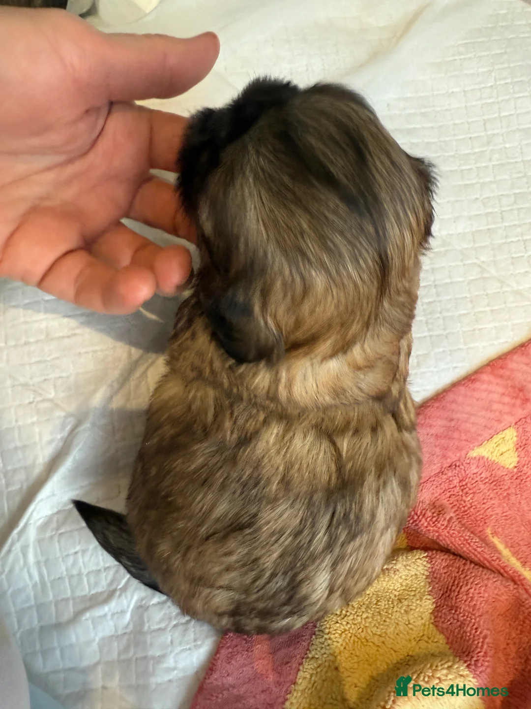 Shih Tzu dogs for sale: Shih Tzu Beauties, Imperial lines - Advert 24