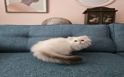 Scottish Fold cats for sale: Excellent Scottish straight girl ready to go in Erith - Image 27