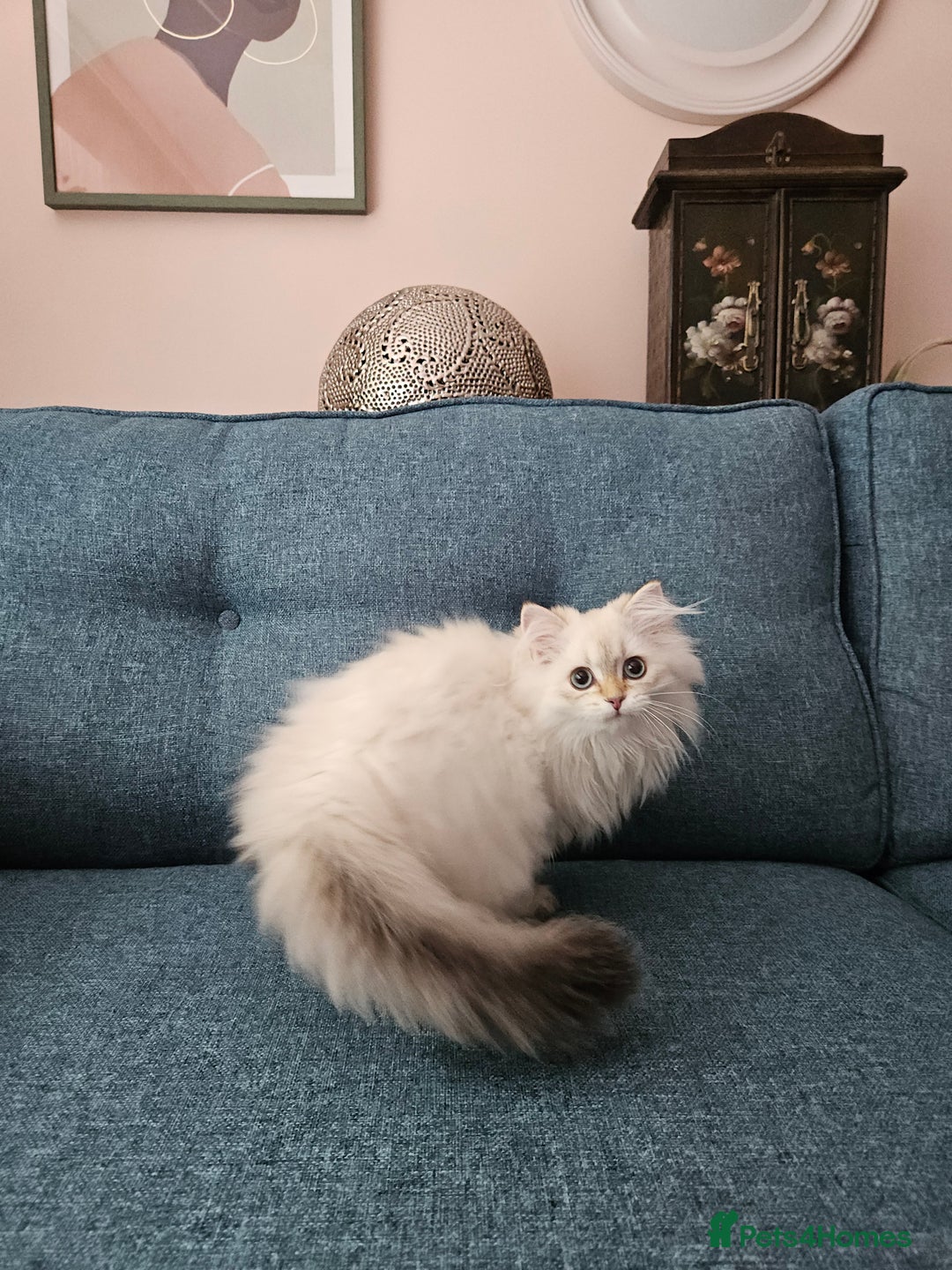 Scottish Fold cats for sale: Excellent Scottish straight girl ready to go in Erith - Image 27