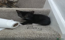 Domestic Shorthair cats for sale: 4 beautiful kittens - Image 2