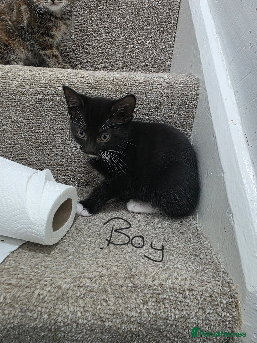 Domestic Shorthair cats for sale: 4 beautiful kittens - Image 2