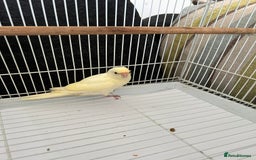 Parakeets birds for sale: Young female kakariki  - Advert 2
