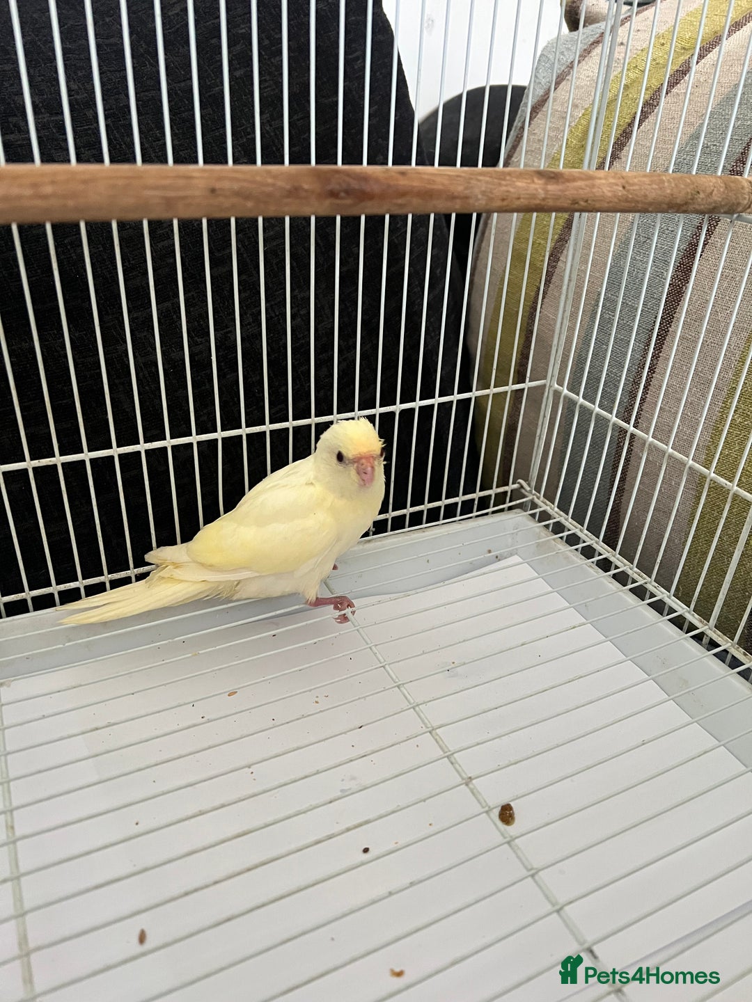 Parakeets birds for sale: Young female kakariki  - Advert 2