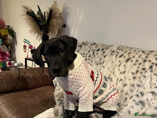 Great Dane dogs Great Dane puppies - Advert 18