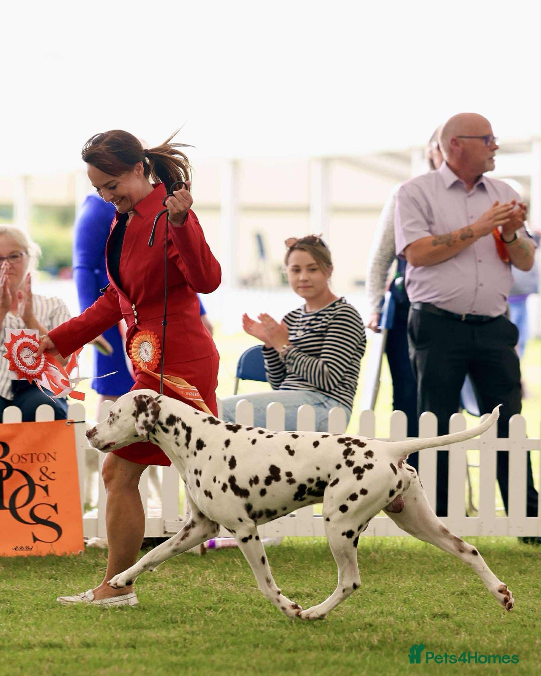 Dalmatian dogs for sale: KC Registered Dalmatian Puppies (Scotland) - Image 16