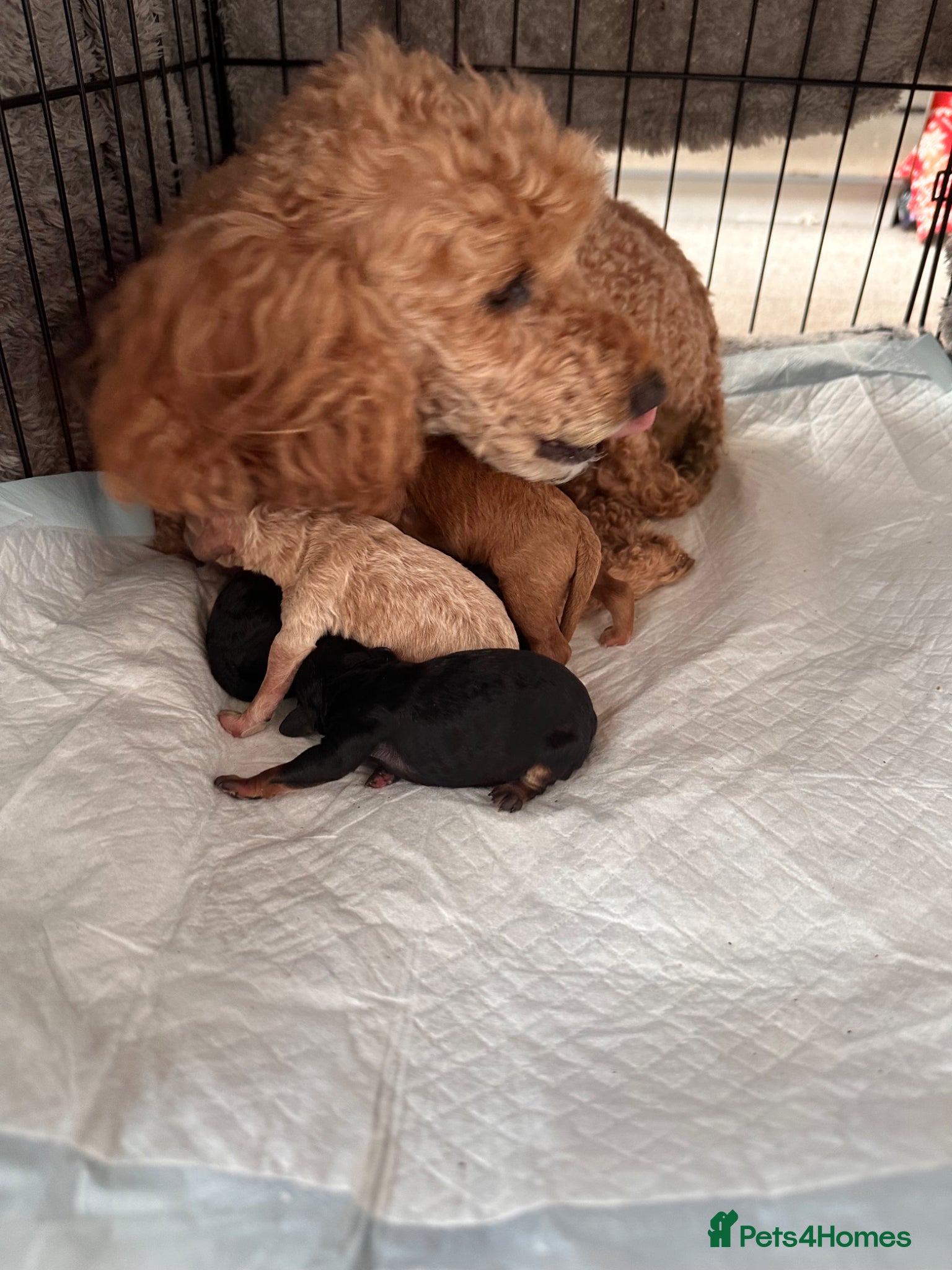Toy Poodle dogs Toy poodle health tested parents  - Advert 9