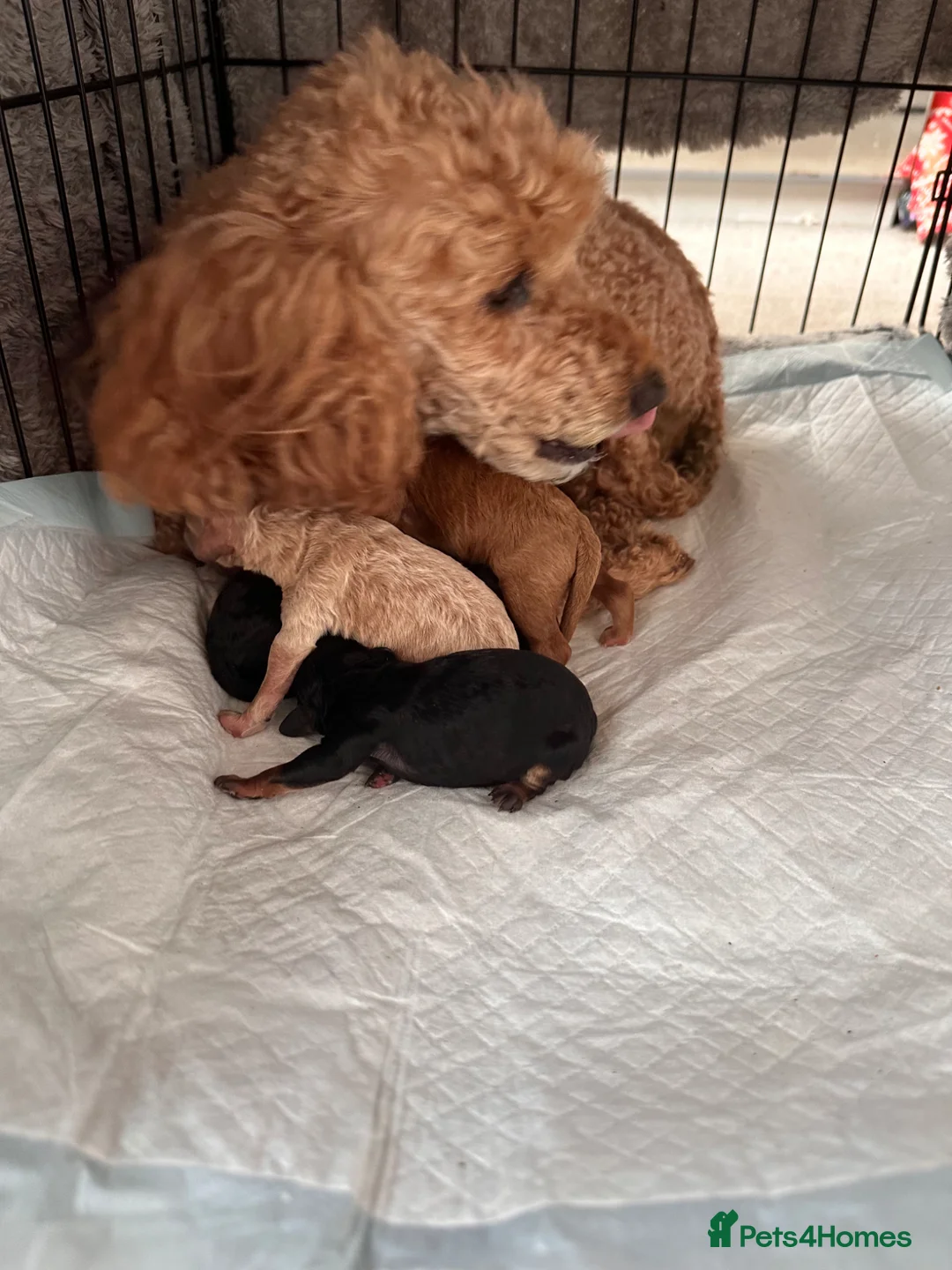 Toy Poodle dogs for sale: Toy poodle health tested parents  - Advert 1