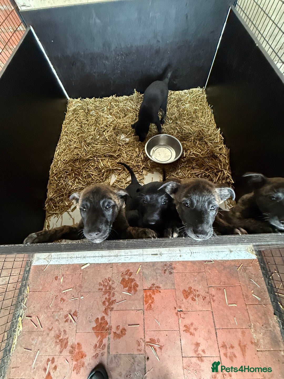 Mixed Breed dogs for sale: Belgian malinios x bullwhippet pups  - Image 1