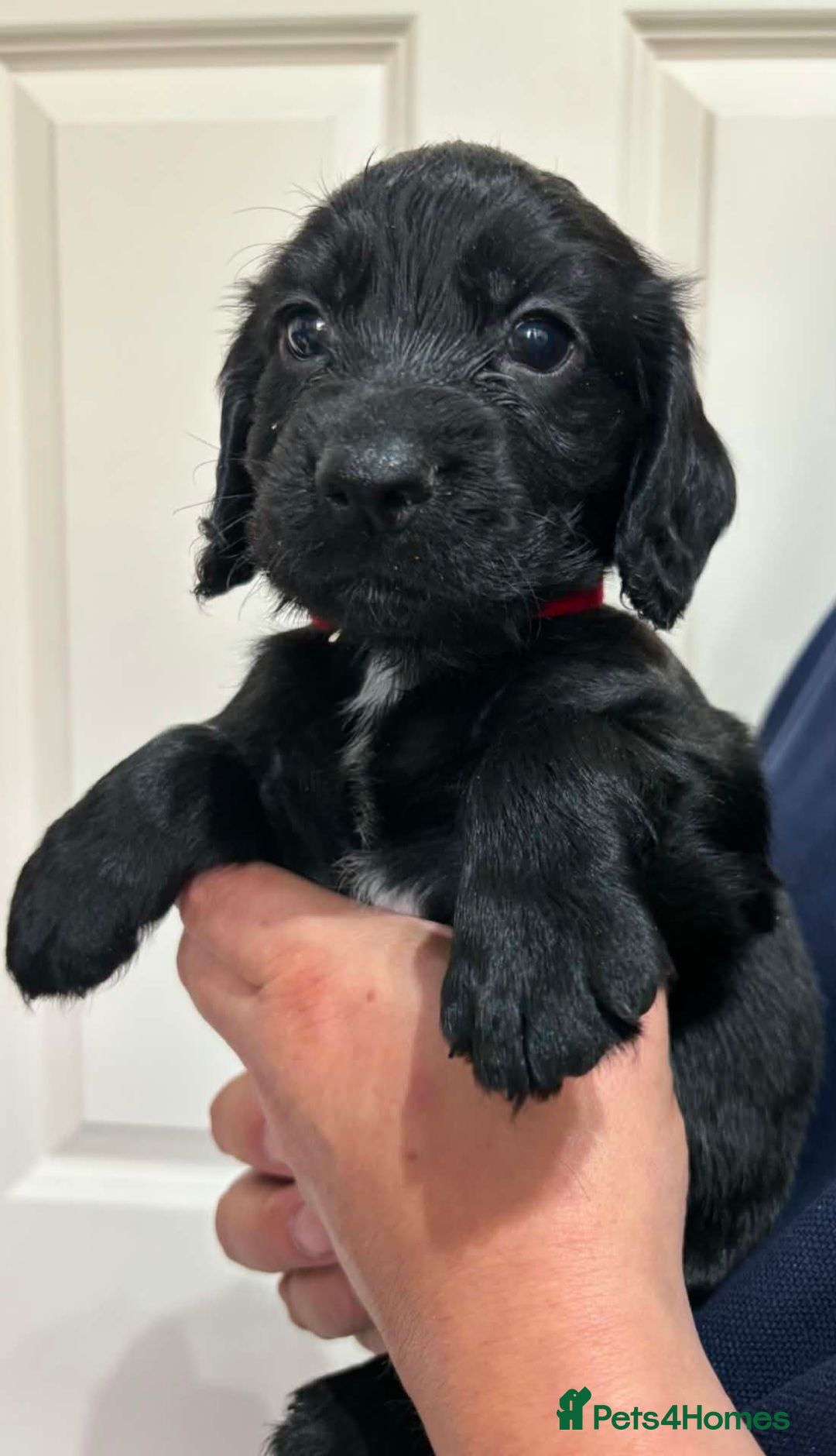 Cocker Spaniel dogs  Lovely working cocker spaniels  - Advert 17