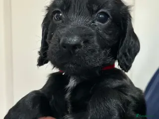 Cocker Spaniel dogs Lovely working cocker spaniels - Advert 17