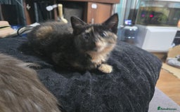 Mixed Breed cats for sale: Mixed breed kittens ready now.  - Image 25