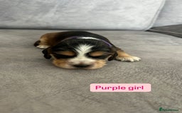 Cocker Spaniel dogs for sale: ✨show type cocker spaniel ✨ - Image 5