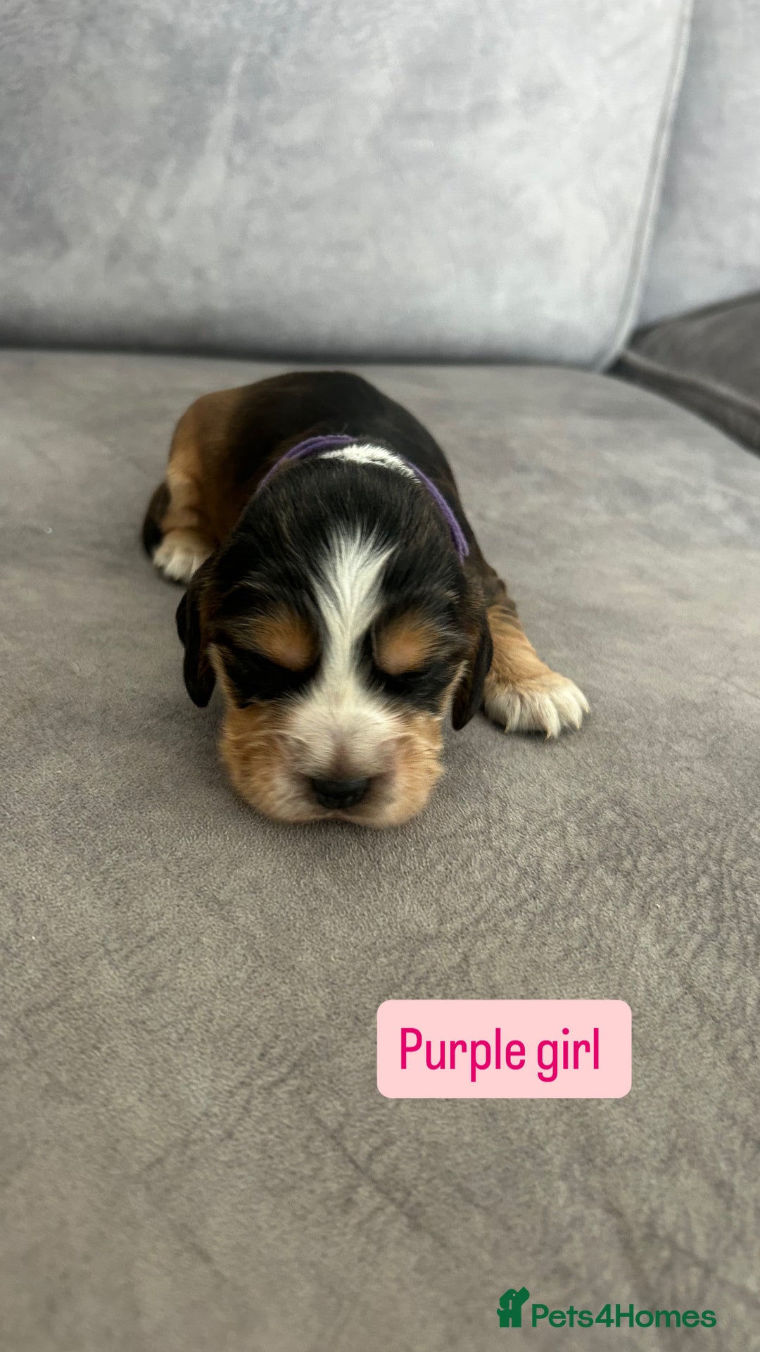 Cocker Spaniel dogs for sale: ✨show type cocker spaniel ✨ - Image 5