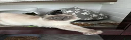 Ragdoll cats for sale: Rocket the Ragdoll in Southport - Advert 7