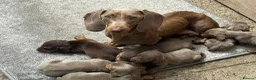Dachshund dogs for sale: Ready to leave Daschund puppies🐶💙 - Advert 4