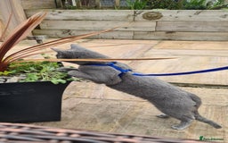 Russian Blue cats for sale: READY NOW! CHAMPION SIRED GCCF RUSSIAN BLUES 😍  in Markfield - Image 24