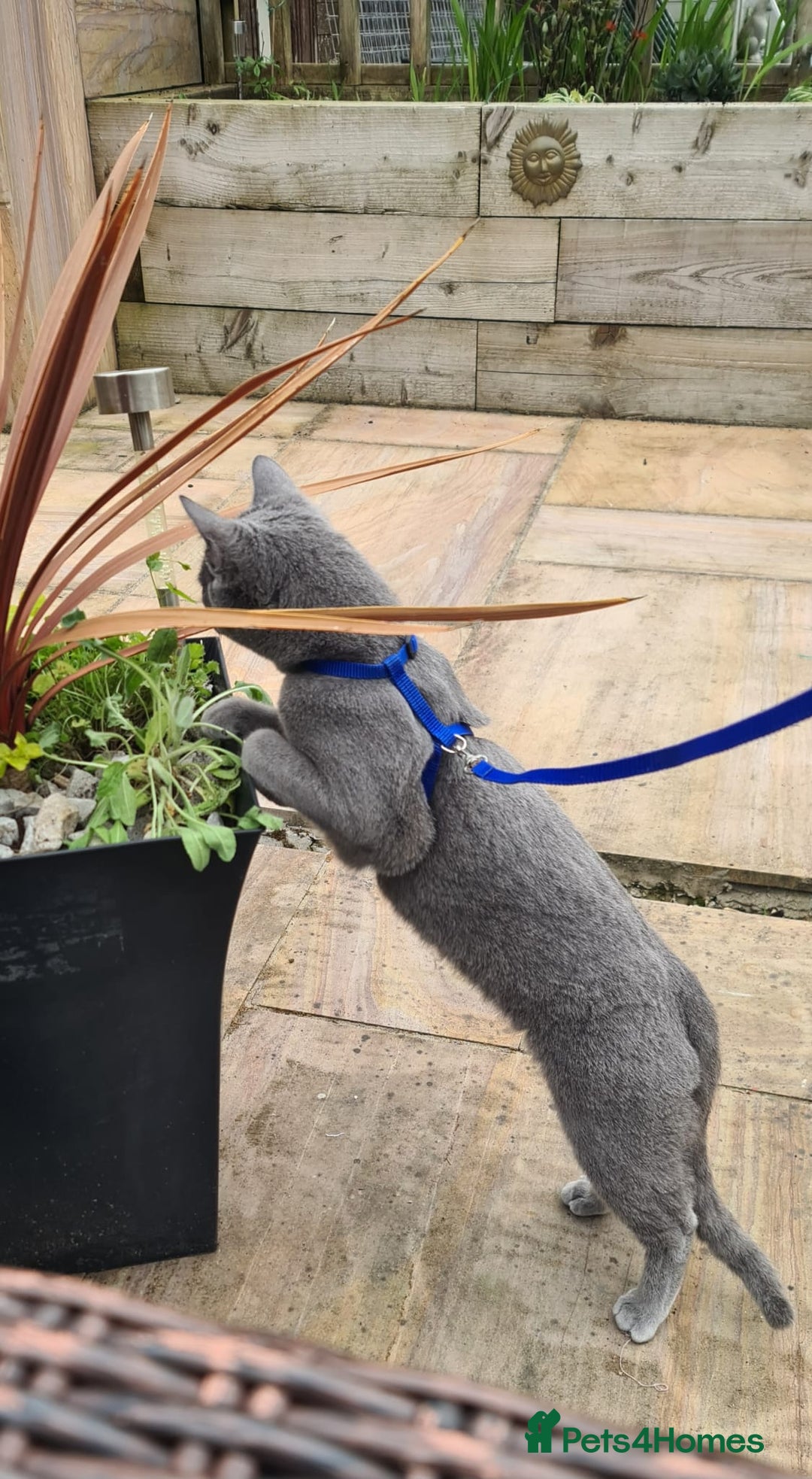 Russian Blue cats for sale: READY NOW! CHAMPION SIRED GCCF RUSSIAN BLUES 😍  in Markfield - Image 24