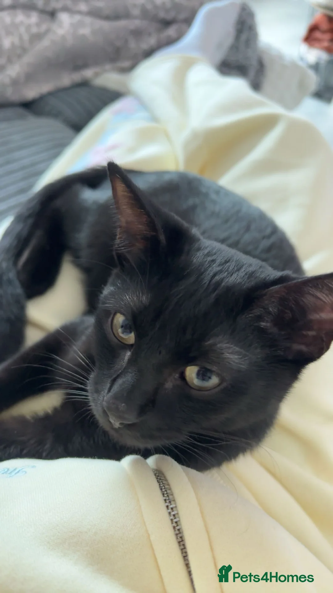 Mixed Breed cats for sale: Nova - Russian blue x british short hair  - Advert 2