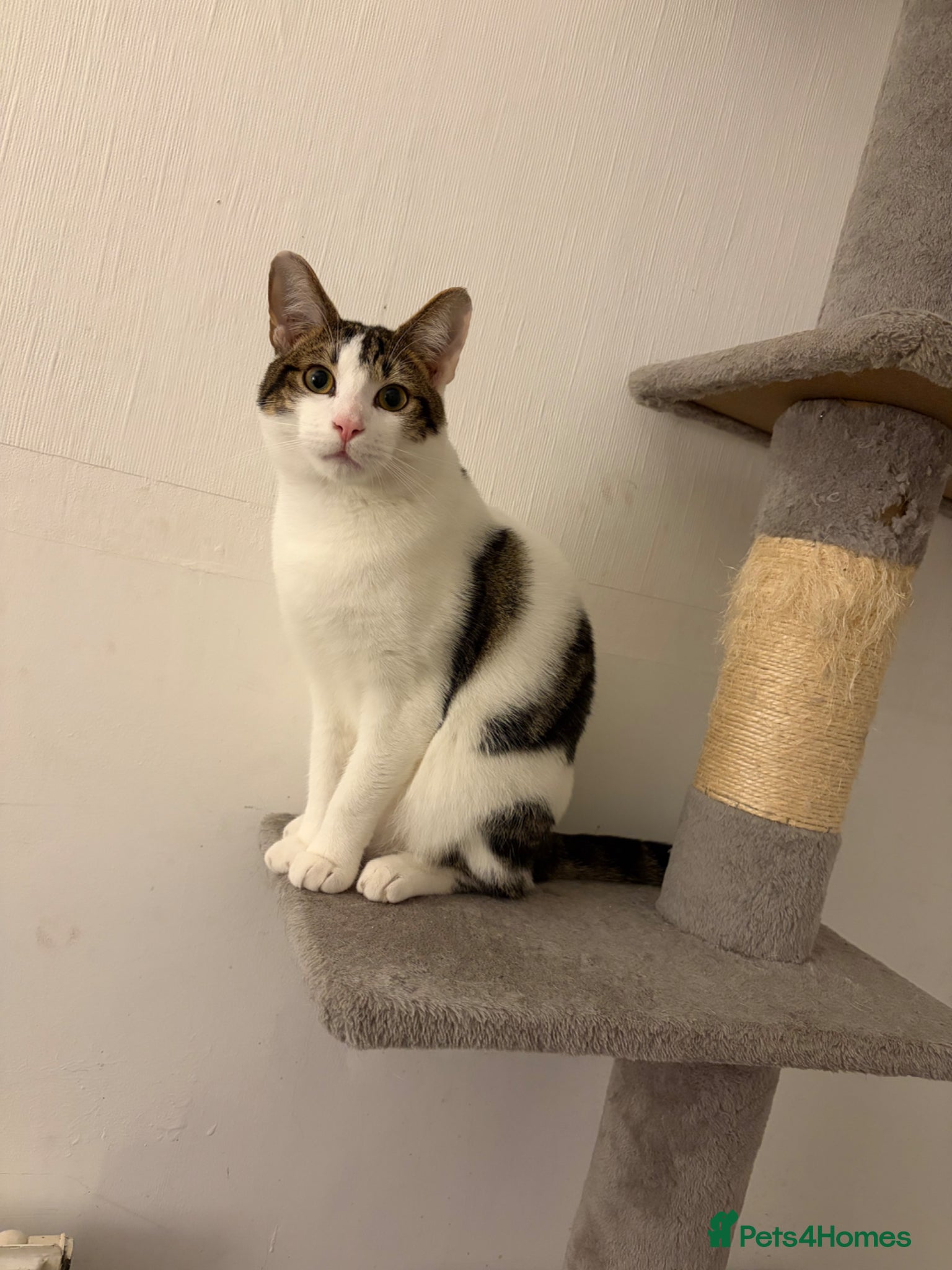 Mixed Breed cats Male cat  - Advert 1