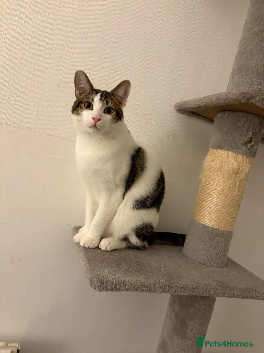 Mixed Breed cats for sale: Male cat  - Advert 1