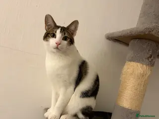 Mixed Breed cats Male cat - Advert 1