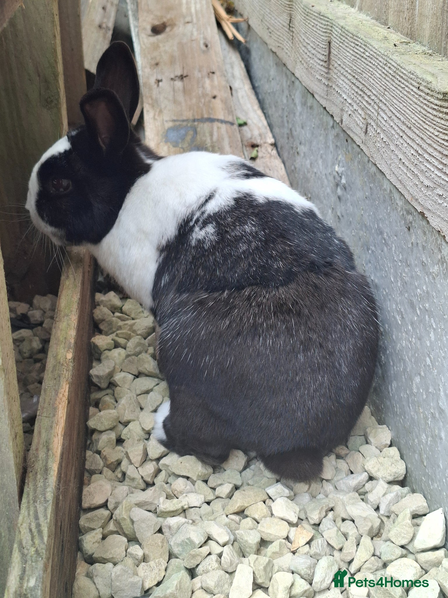 Netherland Dwarf rabbits for sale: Klompje (M) & Sapheiri (F) bonded couple. 7-8yrs in Bury Saint Edmunds - Advert 6