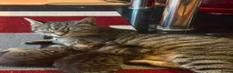 British Longhair cats for sale: Cuddles required  in Dursley - Advert 10
