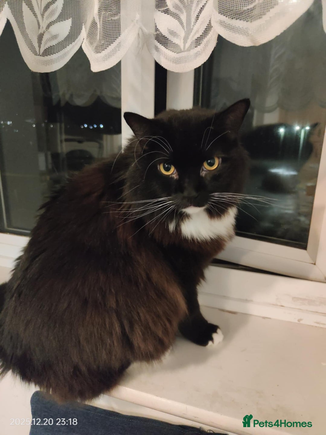 Mixed Breed cats for sale:  ** s for sale - Advert 5